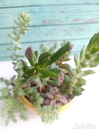 Флорариум из суккулентов