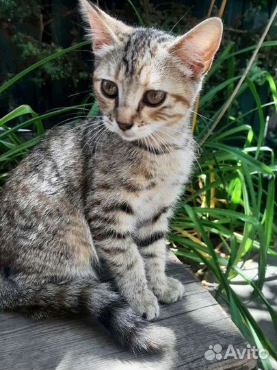 Котёнок бесплатно