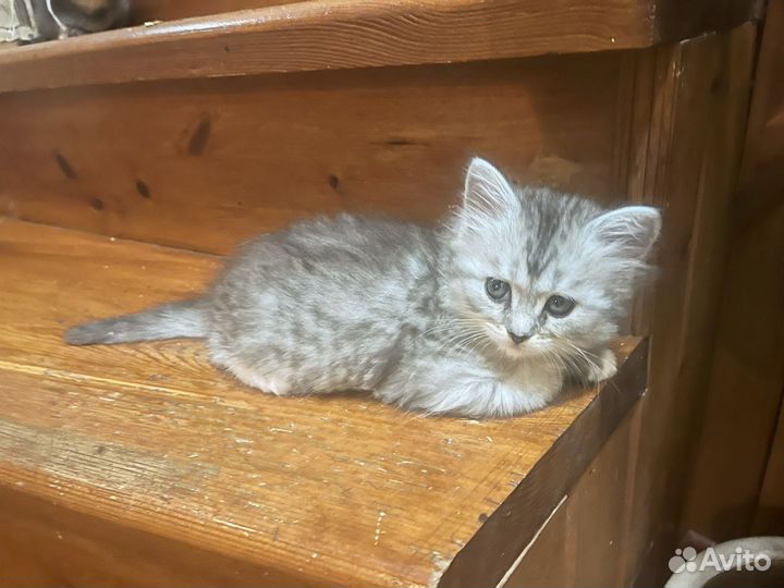 Котята бесплатно