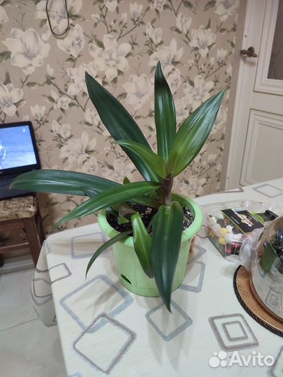 Традесканция Рео