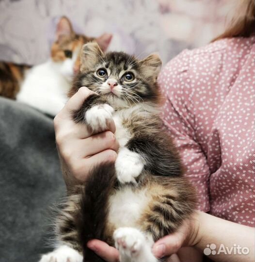 Котенок Багет в добрые ручки