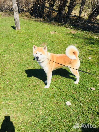Акита ину вязка