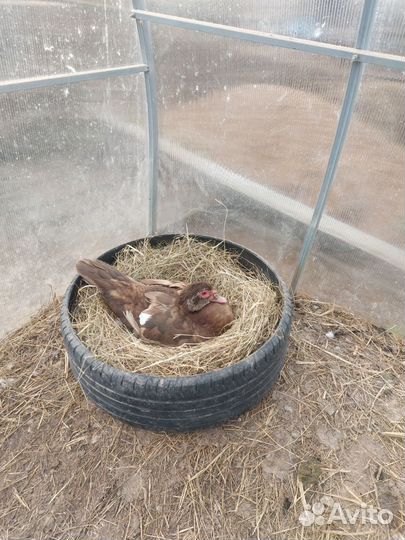 Инкубационное яйцо индоутки