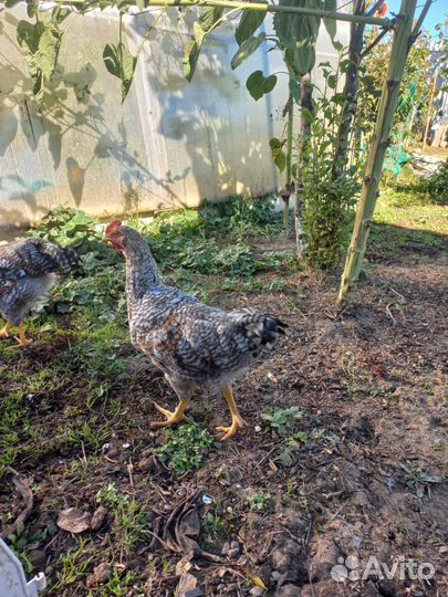 Куры молодки