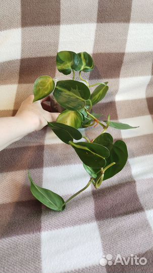 Эпипремнумы сортовые