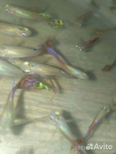 Трава для аквариума