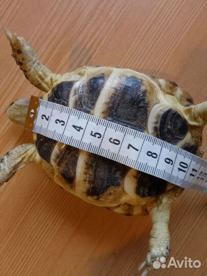 Черепаха сухопутная молодая