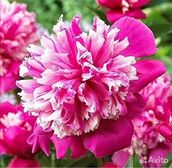 Пион Селебрите