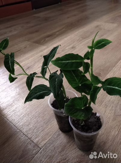 Комнатные растения, сингониум, каллизия