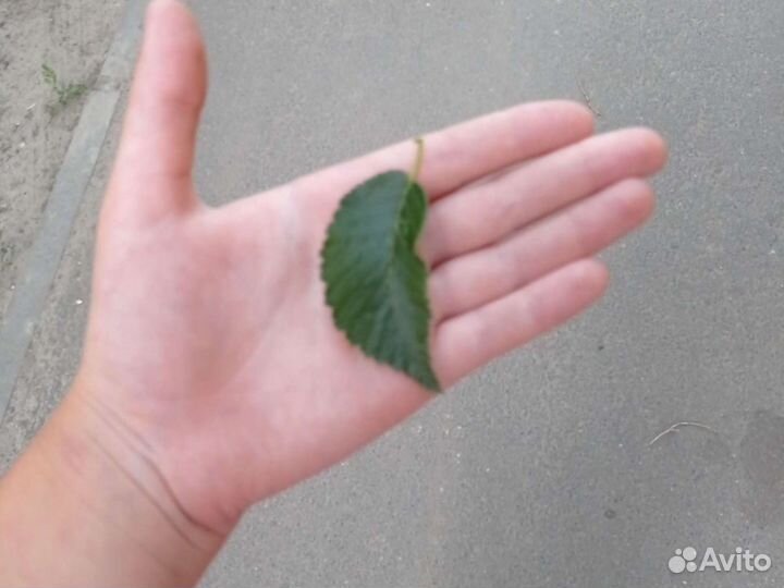 Каланхоэ лечебное