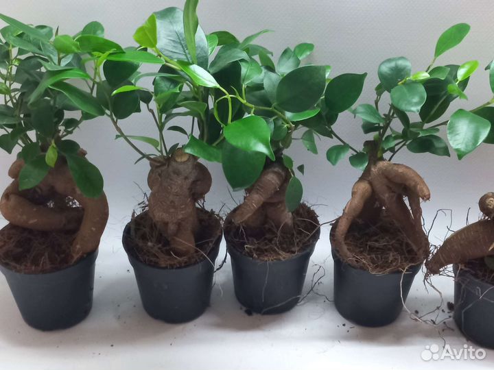 Фикус микрокарпа гинсенг