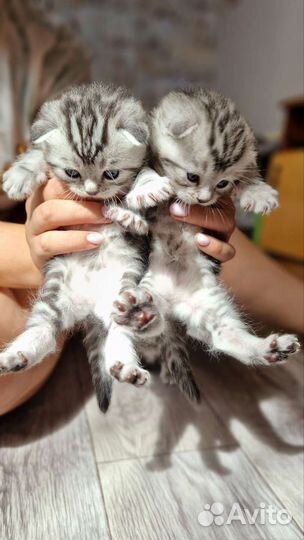Шотландские котята