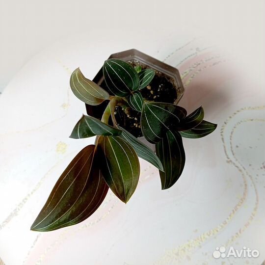 Орхидея Лудизия Драгоценная (Ludisia discolor)
