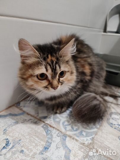 Котёнок девочка в хорошие руки