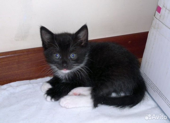 Кнопка- маленькая черная девочка 2 мес в дар