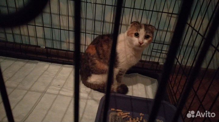 Метис шотладской кошечка Ася
