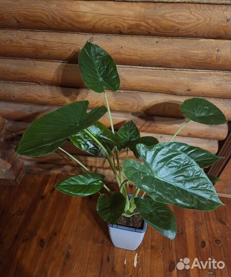 Алоказия венти