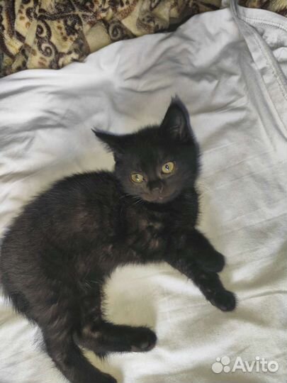 Котята в добрые руки бесплатно