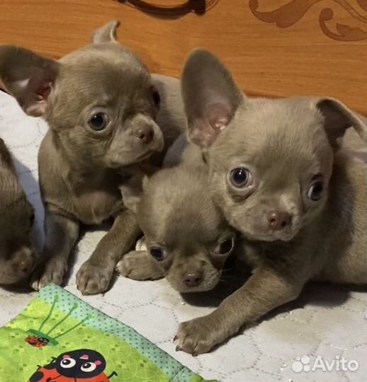 Щенки чихуахуа