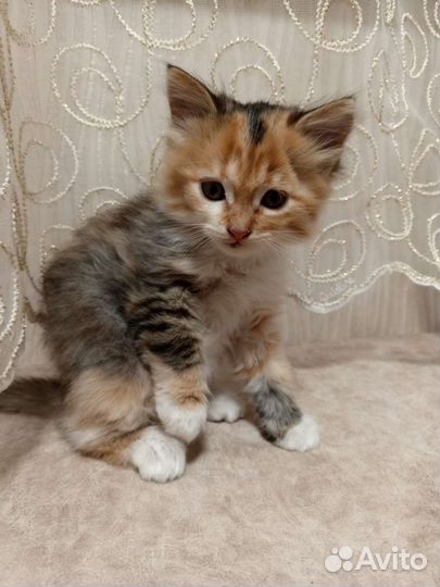 Кошечка в добрые руки
