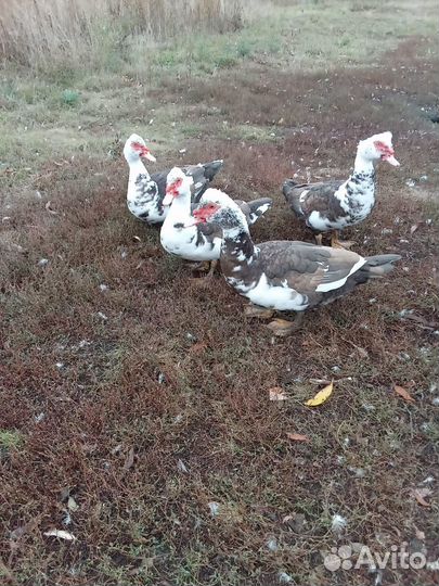 Индоутки, петухи