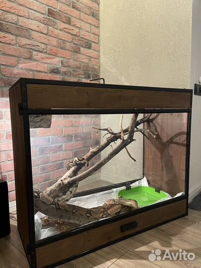Императорский удав + террариум - биокамин