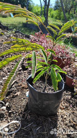 Альбиция двулетка Глициния Бересклет