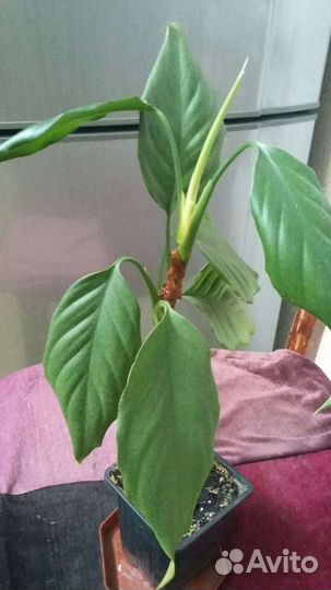 Диффенбахии