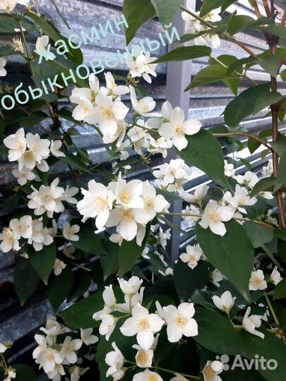 Декоративные кустарники #2