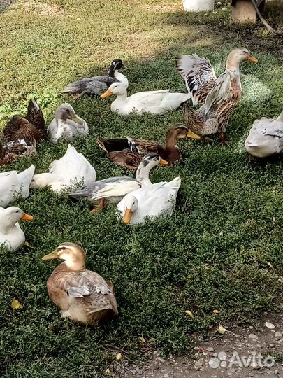 Утки, петушки