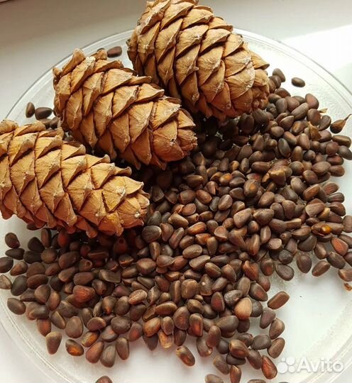 Орех кедровый