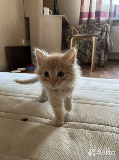 Кошка в дар