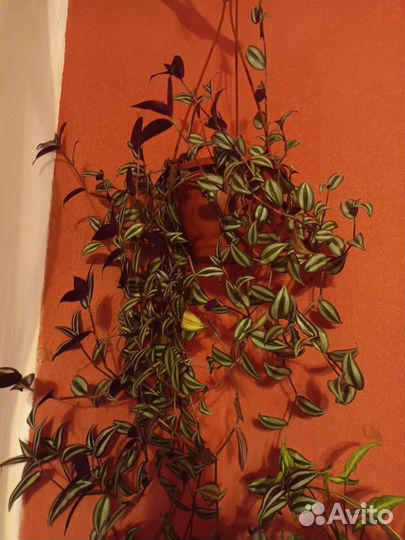 Традесканция