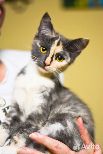 Котенок Трехцветка 2,5 месяца