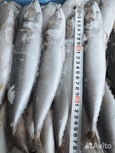 Морской окунь