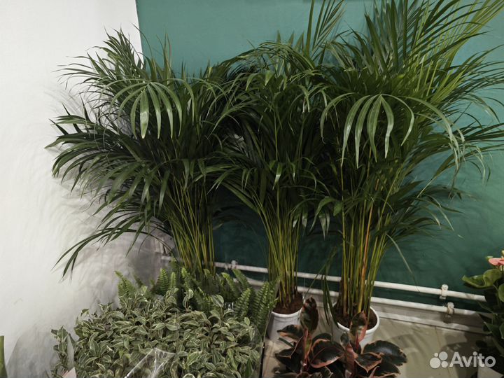 Пальма хризалидокарпус арека