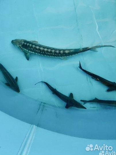 Малёк, живая рыба