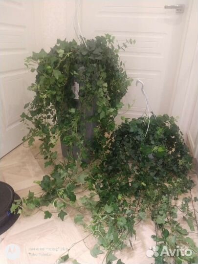 Плющ хедера 150см
