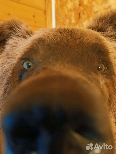 Медведя имитация