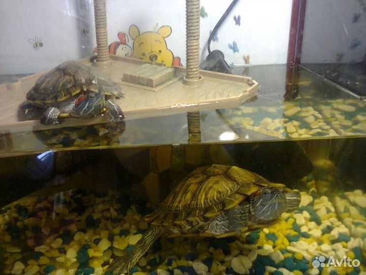 Остров для черепах