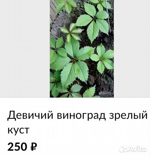 Девичий виноград зрелый куст