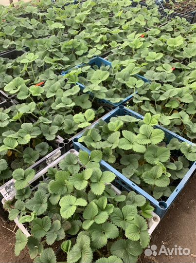 Рассада клубники Чамора Туруси