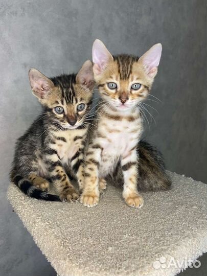 Бенгальские котята