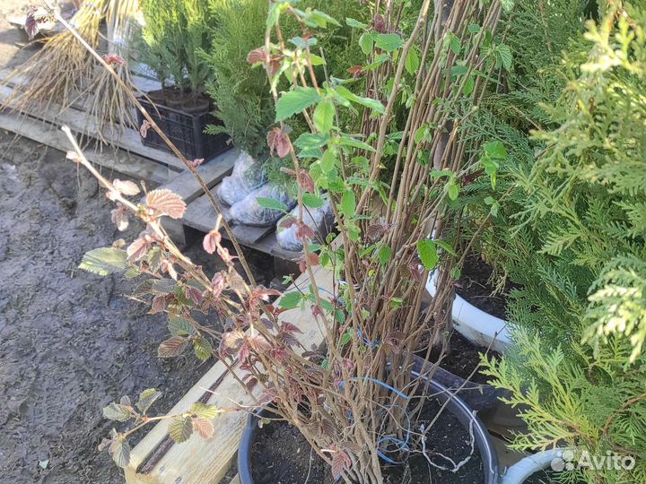 Саженцы Фундук