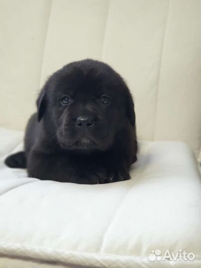 Щенки лабрадора