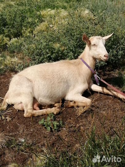 Козы, козлята