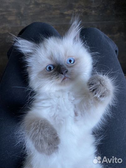 Котята невской маскарадной