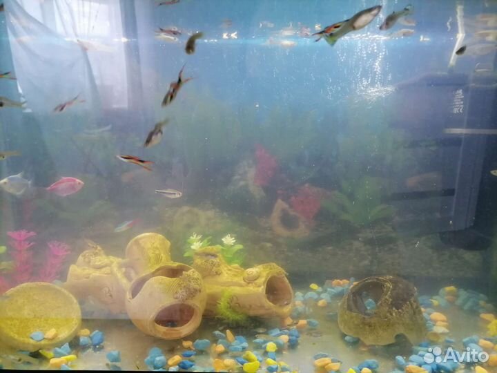 Аквариум с рыбками и аксессуарами