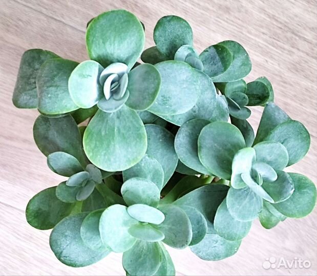 Комн.растения(разные). Дополнение, замена