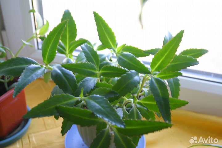 Каланхоэ-листы и отростки